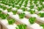 Import Phosphate solubilizing bio-fertilizer probiotics trickle irrigation drop irrigation organic fertilizer increase crop resistance from China
