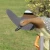 Import Plastic motorized duck hunting electronic decoy with wings from China