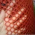 Import Poultry white plastic pe extruded chicken wire mesh net from China