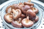 Premium Quality Dried Shiitake Mushroom White mushroom Hot product mushrooms / Ms. Gina +84 347 436 085 (WhatsApp)