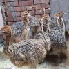 Pure Bred Ostrich Chicks Available