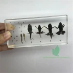 Qianfan Frog Development Educational Embedded Specimen Learning Resources