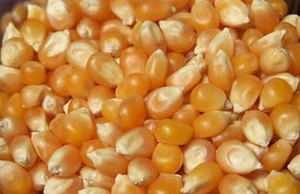 Quality Grade 1 Yellow Corn, White Corn, Maize For Human & Animal Feed For Sale Brazil