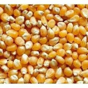 Quality Highly Nutritious Yellow Corn