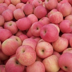 Quality Supplier Fresh Apple Red, Fuji ,Gala Apples available for sale