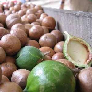 Raw Organic Bulk Nuts Macadamia nuts wholesale &amp; High Quality Grade macadamia nuts /