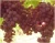 Import Red Crimson Grapes with best price from Egypt