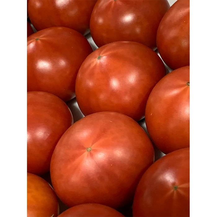 Strict quality control high in sugar wholesale tomato prices