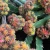 Import Succulents wholesale live plants natural indoor cactus plant succulent nursery decoration woody plant from China