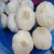 Ukrainian fresh normal white garlic