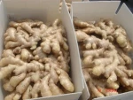 VIETNAM ORGANIC FRESH GINGER SUPPLIER