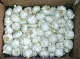 White Fresh Garlic Ukraine UA