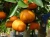 Import Whole sale Fresh Citrus Fruits Orange, Mandarin, Clementine for sale from United Kingdom