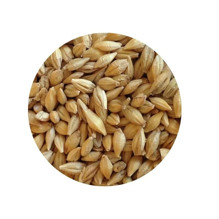 Wholesale barley grain agricultural crop in big bags