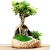 Import Wholesale ficus microcarpa / ficus bonsai with nice leaves from China