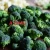 Import Wholesale Grade A Green Fresh Cauliflower from Vietnam