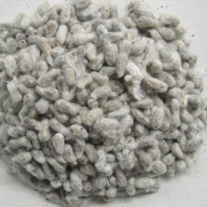 cotton seed for sale