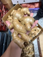 Ginger Jahe Indonesia