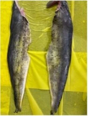 Premium Peruvian Mahi Mahi Filets