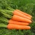Import Fresh carrot from China