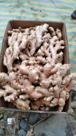FRESH GINGER ROOTS