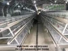 A type Layer Chicken Cage for Poultry Farming