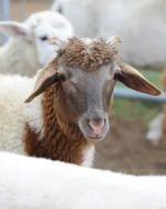High Quality Cheap Wholesale Price Alive Awassi Sheep For sale