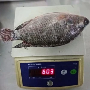 High Quality IQF Live Tilapia Fish Frozen Fish Food Tilapia 40% Glazing Wholesale Price