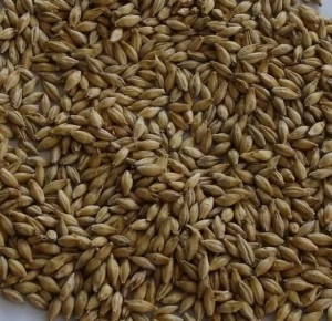 Bulk Barley Wheat Grains