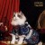 Import Lady Shakespeare pet clothes from China