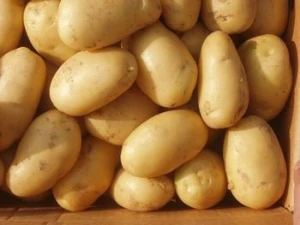 Finest Quality Fresh Potatoes From India