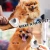 Import Pet Cleaning Grooming Tools Product Cat Dog Hair Comb, Self Cleaning Slicker Grooming Pet Dog Brush from China