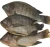 Import Frozen Black And Red Tilapia Fish/Frozen seafood fresh tilapia Frozen Tilapia Fish from USA
