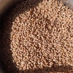 Export Quality Wheat Grain In Bulk Packaging Fresh Harvest Wheat Grain Processed For International Wholesale