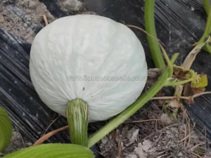 White Bao 2 Cucurbita Maxima squash