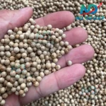 Vietnam White Pepper Seeds