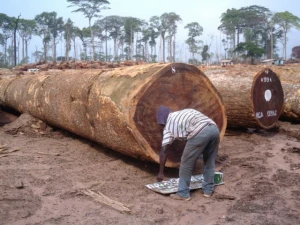 A grade bilinga wood logs for sale