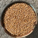 Fresh Harvest Durum Wheat For Wholesale Orders With 12% Moisture Durum Wheat Stored