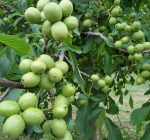 Chandler Walnut