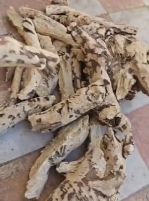 Premium Natural Soapwort Root | Dried Soapwort (Saponaria officinalis) | Wholesale Supplier