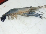 100% Fresh and frozen shrimp brands_Golda Prawn