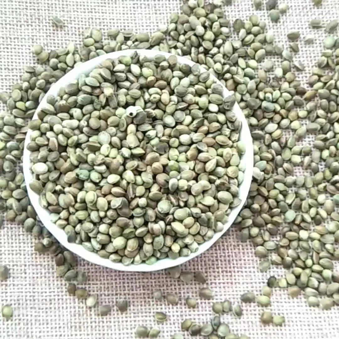 100% Organic Rapeseed New Crop Oil Seeds Seeds for Planting Industrial Bag Packing
