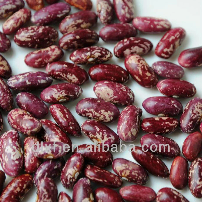 2013 crop purple speckled Kidney beans