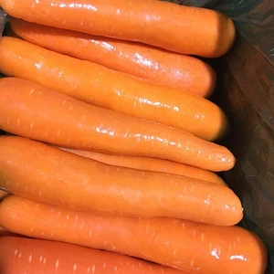 2019 Organic Baby Carrot Fresh Baby Carrot and Real Baby Carrot in China