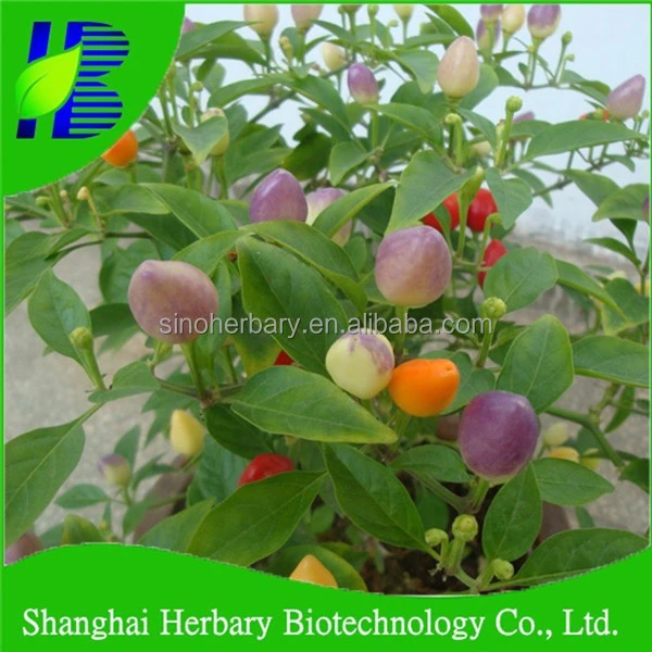 2021 Fresh Bulk Ornamental Seeds Of Different Color Chili