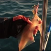 3D HYBRID SHRIMP EGI lure 11cm 20g for fishing squid jigs leurre squid egi octopus calamar lure hard cuttlefish lure
