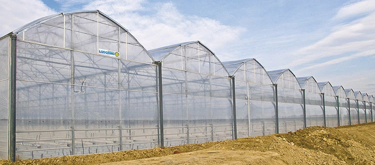 agricultural greenhouse export Single Span Tunnel Dome Film Greenhouse