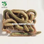 Agrok freeze dry green lugworm sand worm