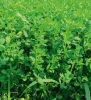 Altiva Seeds - Alfalfa Seed