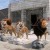 Import Amusement animatronic live animals from China